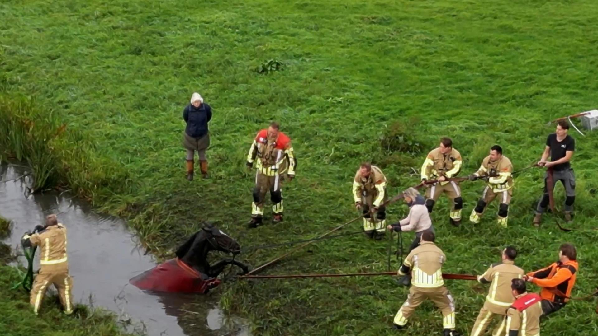 Brandweer Redt Paard Uit Sloot In Voorschoten